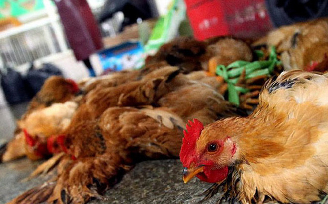 Bộ Y tế n&acirc;ng mức cảnh b&aacute;o với c&uacute;m H7N9 độc lực cao. Ảnh minh họa 