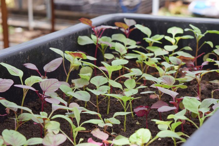 Để c&oacute; rau dền ăn quanh năm bạn cần c&oacute; kỹ thuật trồng c&acirc;y đ&uacute;ng c&aacute;ch v&agrave; chăm s&oacute;c hiệu quả. Ảnh minh họa