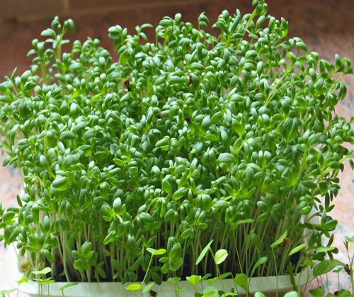 Để c&acirc;y rai mầm tốt, mập cần ch&uacute; &yacute; tới kh&acirc;u tưới nước. Ảnh minh họa