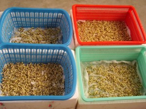 Kỹ thuật trồng c&acirc;y rau mầm tr&ecirc;n giấy tại nh&agrave; v&ocirc; c&ugrave;ng đơn giản. Ảnh minh họa