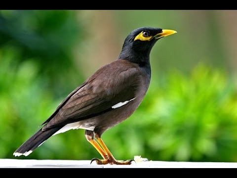 Kỹ thuật nu&ocirc;i chim S&aacute;o tương đối vất thời gian thuần v&igrave; ch&uacute;ng kh&aacute; hung dữ. Ảnh minh họa 