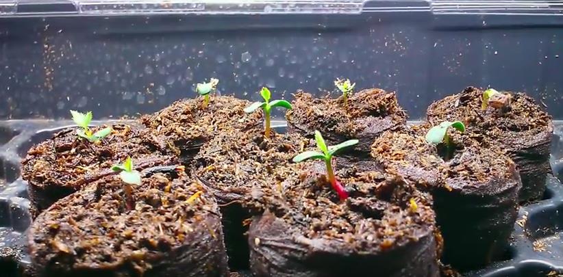 Trong quy tr&igrave;nh kỹ thuật trồng c&acirc;y hoa hồng bằng hạt bạn phải lu&ocirc;n ch&uacute; &yacute; tới c&aacute;ch chăm s&oacute;c sao cho lu&ocirc;n giữ được độ ẩm. Ảnh minh họa 