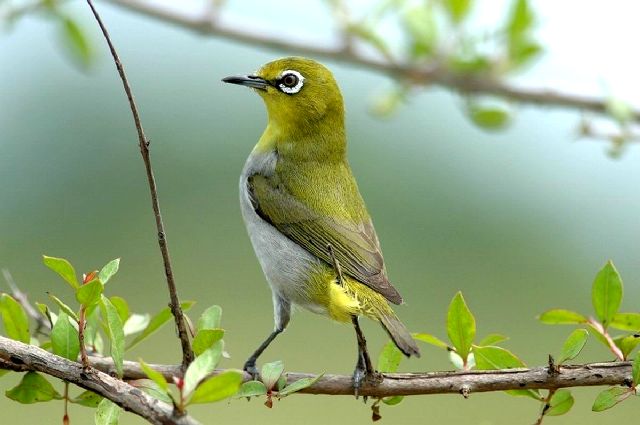 Kỹ thuật nu&ocirc;i chim V&agrave;nh khuy&ecirc;n h&oacute;t hay bạn cũng cần phải thường xuy&ecirc;n cho chim luyện giọng. Ảnh minh họa