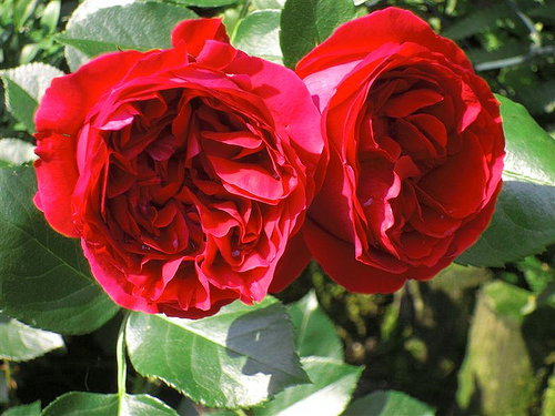 Kỹ thuật trồng c&acirc;y hồng leo Red Eden c&oacute; thể trồng ở h&agrave;ng r&agrave;o trước cổng, trồng ở h&agrave;ng r&agrave;o đều đẹp. Ảnh minh họa