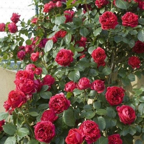 Red Eden l&agrave; giống hồng c&oacute; khả năng chịu được nhiệt v&agrave; rất ưa nắng n&ecirc;n kỹ thuật trồng c&acirc;y n&agrave;y kh&ocirc;ng qu&aacute; mất c&ocirc;ng chăm s&oacute;c. Ảnh minh họa  Nhiệt độ