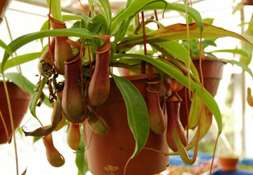 C&acirc;y nắp ấm c&oacute; t&aacute;c dụng chưng l&agrave;m cảnh v&agrave; cũng l&agrave; c&acirc;y bắt mồi rất tốt. Ảnh minh họa