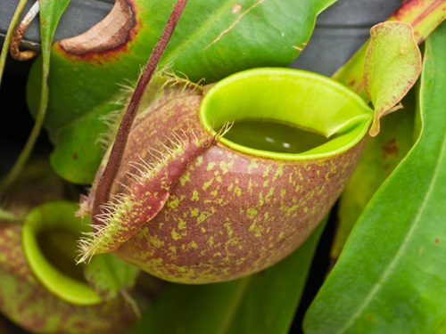 Kỹ thuật trồng c&acirc;y nắp ấm c&oacute; thể &aacute;p dụng bằng c&aacute;ch gieo hạt. Ảnh minh họa