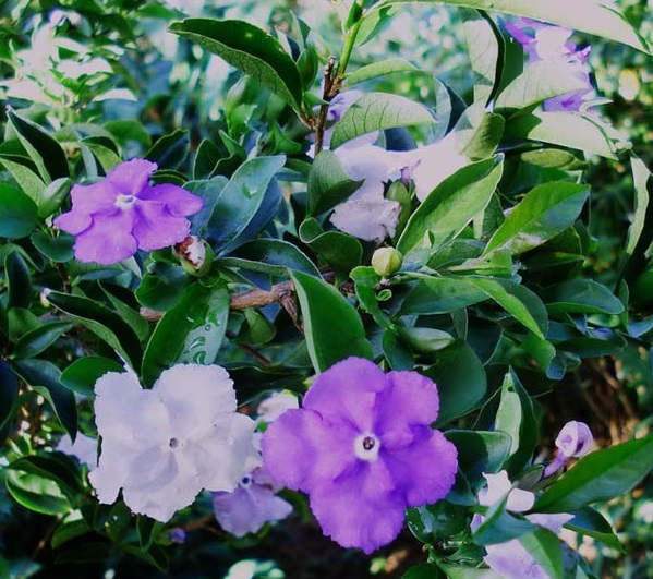  Kỹ thuật trồng c&acirc;y hoa nh&agrave;i Nhật kh&aacute; đơn giản, kh&ocirc;ng đ&ograve;i hỏi chăm s&oacute;c tỉ mỉ. Ảnh minh họa