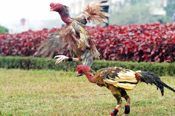 Kỹ thuật nu&ocirc;i g&agrave; chọi m&aacute;u lửa kh&ocirc;ng phải đơn giản. Ảnh minh họa