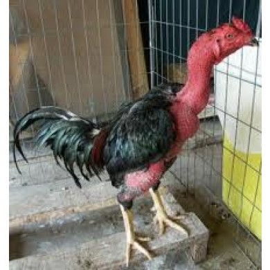 Kỹ thuật nu&ocirc;i v&agrave; chăm s&oacute;c g&agrave; chọi m&aacute;u chiến cần nhiều thời gian. Ảnh minh họa