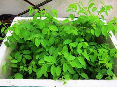 Kỹ thuật trồng c&acirc;y rau ng&oacute;t c&oacute; thể &aacute;p dụng theo 2 phương ph&aacute;p đ&oacute; l&agrave; trồng bằng th&acirc;n hoặc gieo hạt. Ảnh minh họa