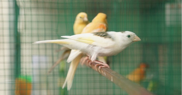 Kỹ thuật nu&ocirc;i chim Yến h&oacute;t hay th&agrave;nh c&ocirc;ng th&igrave; kh&acirc;u chọn giống kh&aacute; quan trọng. Ảnh minh họa 