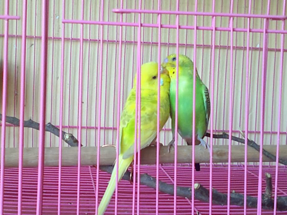 Để kỹ thuật nu&ocirc;i chim Yến sinh sản mang lại hiệu quả cao th&igrave; việc gh&eacute;p trống m&aacute;i rất quan trọng. Ảnh minh họa 