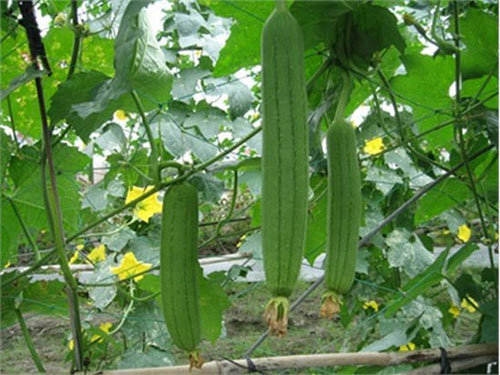 Kỹ thuật trồng c&acirc;y mướp th&iacute;ch hợp nhất v&agrave;o đầu m&ugrave;a h&egrave;. Ảnh minh họa