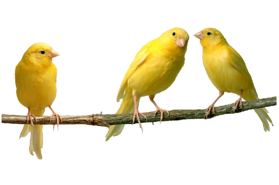 Chim Yến l&agrave; lo&agrave;i chim c&oacute; giọng h&oacute;t cực hay. Ảnh minh họa 