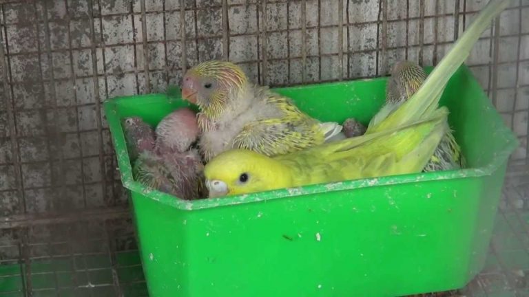 Kỹ thuật nu&ocirc;i v&agrave; chăm s&oacute;c chim Yến sinh sản đ&ograve;i hỏi phải mất nhiều thời gian. Ảnh minh họa