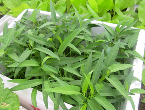 Kỹ thuật trồng c&acirc;y rau muống trong th&ugrave;ng xốp chỉ cần khoảng hơn một th&aacute;ng l&agrave; gia đ&igrave;nh bạn đ&atilde; c&oacute; rau ăn. Ảnh minh họa