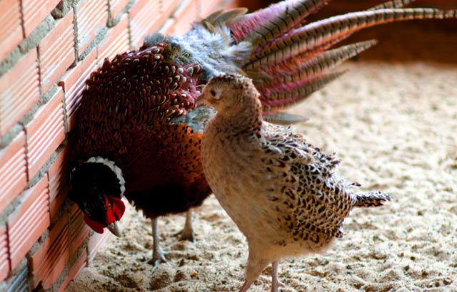 Kỹ thuật nu&ocirc;i chim trĩ thuận lợi ở chỗ ch&uacute;ng kh&ocirc;ng qu&aacute; k&eacute;n 13Win1 nhập link nhà cái. Ảnh minh họa