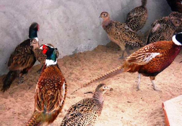 Để kỹ thuật nu&ocirc;i chim trĩ đỏ sinh sản hiệu quả cao cần nắm vững c&aacute;c bước nu&ocirc;i v&agrave; chăm s&oacute;c cơ bản. Ảnh minh họa