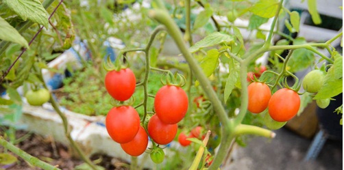  Để c&oacute; được những quả c&agrave; chua sai trĩu c&agrave;nh cần ch&uacute; &yacute; chăm s&oacute;c cẩn thận khi thụ phấn v&agrave; đậu quả. Ảnh minh họa