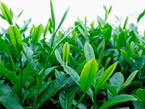 Tr&agrave; xanh c&oacute; t&aacute;c dụng giảm c&acirc;n, l&agrave;m đẹp v&agrave; l&agrave; thức uống được nhiều người chuộng. Ảnh minh họa 