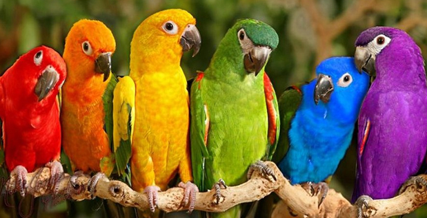  Vẹt đu&ocirc;i d&agrave;i c&oacute; nhiều giống kh&aacute;c nhau nhưng ch&uacute;ng đều rất đẹp v&agrave; th&ocirc;ng minh. Ảnh minh họa