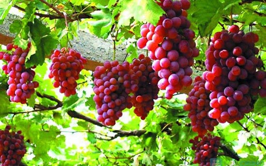 Kỹ thuật trồng c&acirc;y Nho tr&ecirc;n s&acirc;n thượng rất phổ biến hiện nay. Ảnh minh họa