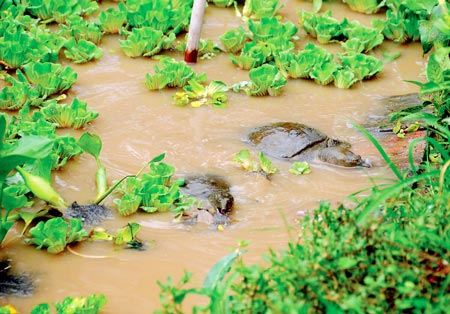 Kỹ thuật nu&ocirc;i ba ba cần phải bỏ nhiều c&ocirc;ng sức chăm s&oacute;c, ph&ograve;ng bệnh cũng như c&aacute;ch cho ch&uacute;ng ăn. Ảnh minh họa