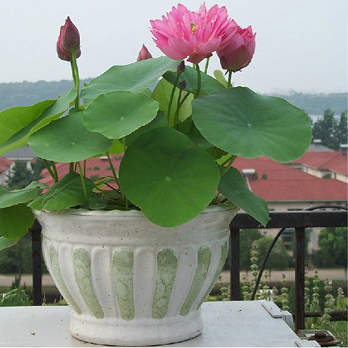 Kỹ thuật trồng Sen mini Nhật Bản v&ocirc; c&ugrave;ng đơn giản. Ảnh minh họa