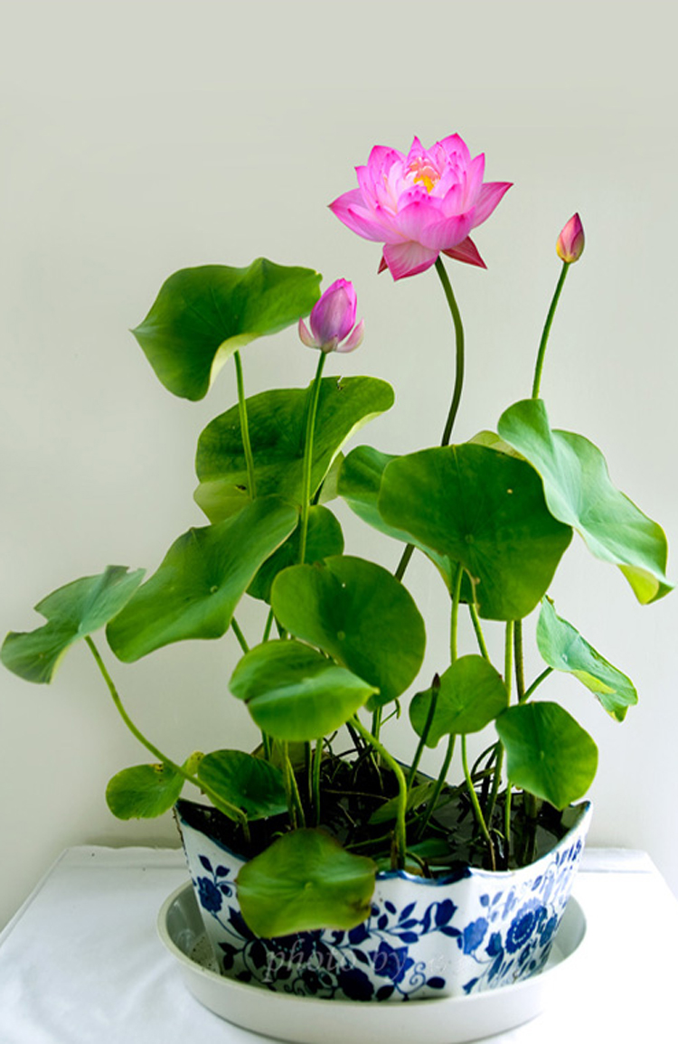 D&ugrave; kỹ thuật trồng c&acirc;y Sen mini đơn giản nhưng phải đ&uacute;ng c&aacute;ch, chăm s&oacute;c tỉ mỉ. Ảnh minh họa