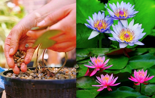 Kỹ thuật trồng c&acirc;y hoa S&uacute;ng tại nh&agrave; gần giống với trồng Sen rất đơn giản. Ảnh minh họa