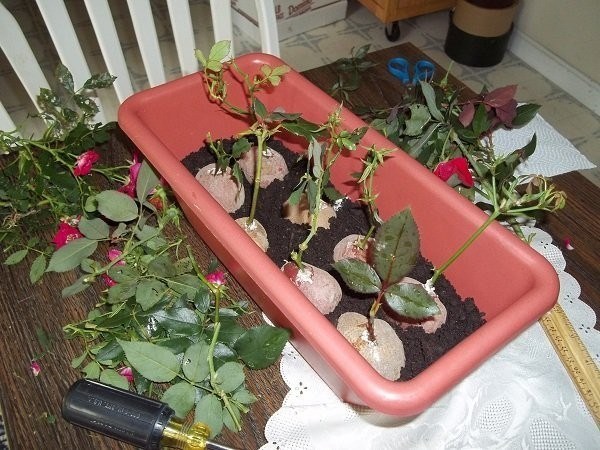 Kỹ thuật trồng c&acirc;y hoa hồng bằng củ khoai t&acirc;y c&aacute;c bạn chỉ cần thực hiện v&agrave;i bước cơ bản. Ảnh minh họa