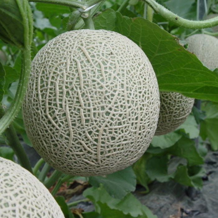 Kỹ thuật trồng c&acirc;y dưa lưới tại nh&agrave; c&oacute; thể trồng chậu, trồng trực tiếp xuống đất đều được. Ảnh minh họa 