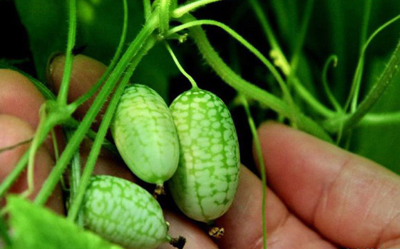 Kỹ thuật trồng c&acirc;y dưa hấu t&iacute; hon trong th&ugrave;ng xốp hiện nay được nhiều b&agrave; nội trợ chuộng. Ảnh minh họa