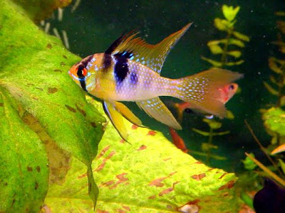 Để c&aacute; Phượng Ho&agrave;ng lu&ocirc;n khỏe mạnh cần c&oacute; c&aacute;c bước kỹ thuật nu&ocirc;i đ&uacute;ng c&aacute;ch. Ảnh minh họa