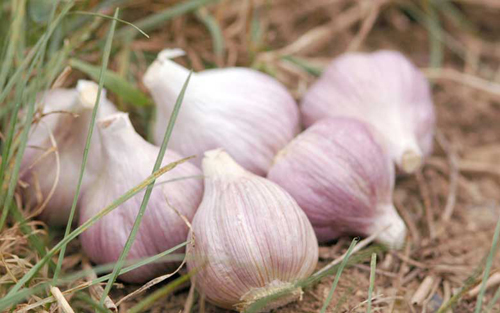 Trong kỹ thuật trồng c&acirc;y tỏi th&igrave; kh&acirc;u ph&ograve;ng bệnh cũng hết sức quan trọng. Ảnh minh họa 