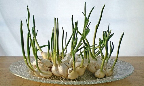 Kỹ thuật trồng c&acirc;y tỏi tại nh&agrave; cần phải chọn giống tốt, t&eacute;p chắc mẩy. Ảnh minh họa