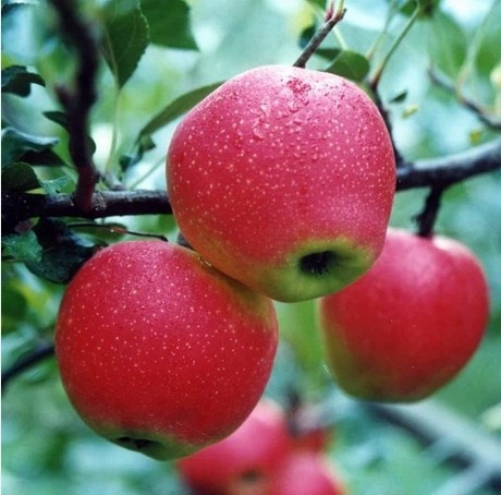 Kỹ thuật trồng c&acirc;y t&aacute;o t&acirc;y c&oacute; thể &aacute;p dụng quanh năm. Ảnh minh họa