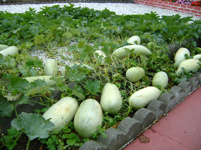 Kỹ thuật trồng c&acirc;y dưa gang cũng cần phải ch&uacute; &yacute; tới c&aacute;ch ph&ograve;ng bệnh. Ảnh minh họa