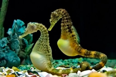 Kỹ thuật nu&ocirc;i c&aacute; ngựa cần phải đ&ograve;i hỏi người nu&ocirc;i m&agrave;i c&ocirc;ng chăm s&oacute;c. Ảnh minh họa