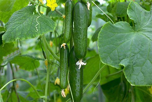 Kỹ thuật trồng c&acirc;y dưa chuột kh&ocirc;ng phải chăm s&oacute;c qu&aacute; nhiều nhưng lại cho quả sai trĩu c&agrave;nh. Ảnh minh họa 