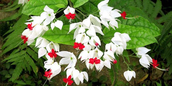  Trồng c&acirc;y hoa Ngọc nữ c&oacute; m&agrave;u sặc đẹp phải chịu kh&oacute; chăm s&oacute;c. Ảnh minh họa