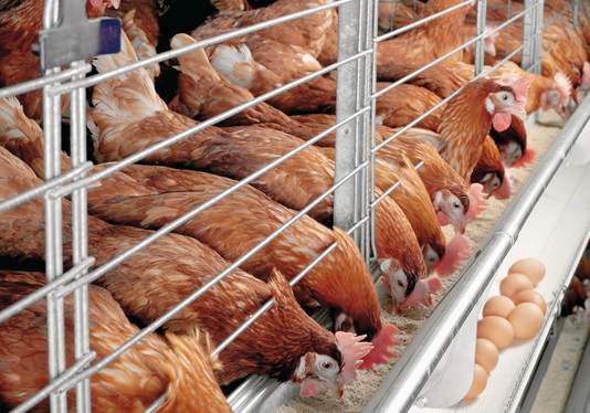 Kỹ thuật nu&ocirc;i g&agrave; si&ecirc;u trứng cho quả to, đều h&atilde;y lựa chọng giống thật tốt. Ảnh minh họa 