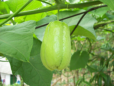 Kỹ thuật trồng c&acirc;y su su tạo nh&agrave; chỉ cần bạn bỏ ch&uacute;t thời gian chăm s&oacute;c sẽ cho ra quả sai trĩu c&agrave;nh. Ảnh minh họa