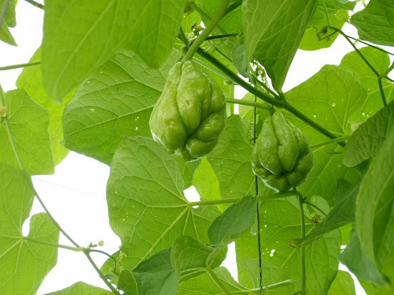 Kỹ thuật trồng c&acirc;y su su cho quả sai cần ch&uacute; trọng c&aacute;ch b&oacute;n ph&acirc;n khi quả c&ograve;n non. Ảnh minh họa