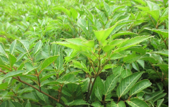 Để c&oacute; được những c&acirc;y Đinh lăng tươi, tốt nhiều nh&aacute;nh cần &aacute;p dụng đ&uacute;ng kỹ thuật trồng c&acirc;y v&agrave; chăm s&oacute;c. Ảnh minh họa 