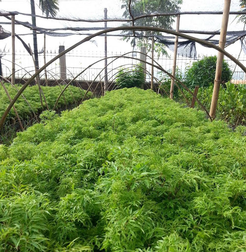 Kỹ thuật trồng c&acirc;y Đinh lăng cho năng suất cao kh&ocirc;ng phải dễ. Ảnh minh họa
