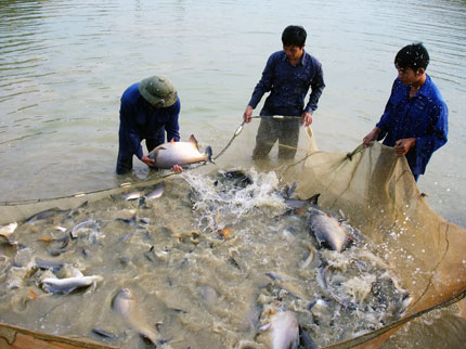  Kỹ thuật nu&ocirc;i c&aacute; Chim v&acirc;y v&agrave;ng cần đặc biệt ch&uacute; &yacute; tới c&aacute;ch chọn giống. Ảnh minh họa