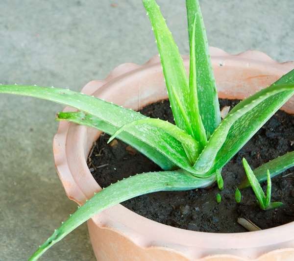 Kỹ thuật trồng c&acirc;y Nha đam tại nh&agrave; cực đơn giản. Ảnh minh họa
