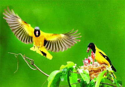 Để chim V&agrave;ng anh h&oacute;t hay ngo&agrave;i kỹ thuật nu&ocirc;i đ&uacute;ng c&aacute;ch th&igrave; cần phải luyện tập cho chim h&oacute;t cũng kh&aacute; vất vả. Ảnh minh họa 